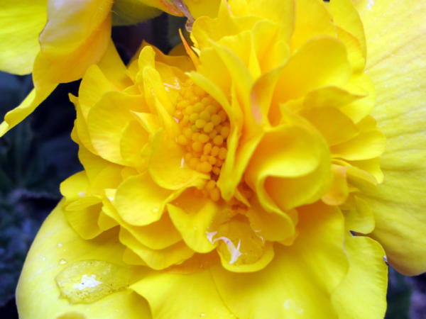 Fleur