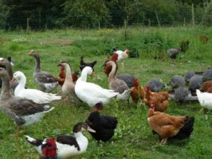 poules et canards